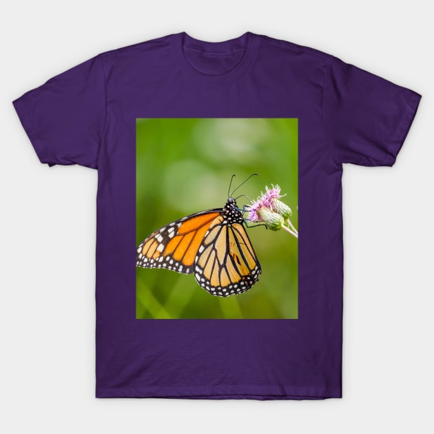 Monarch's Majesty. T-Shirt by love-fi